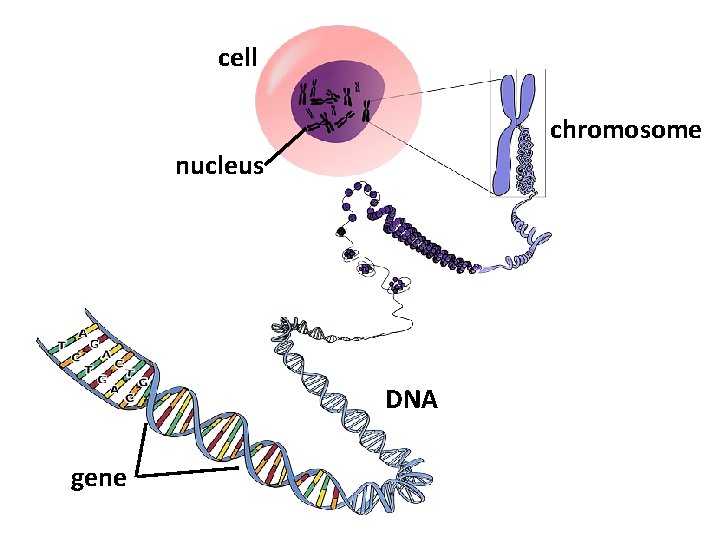 cell chromosome nucleus DNA gene 