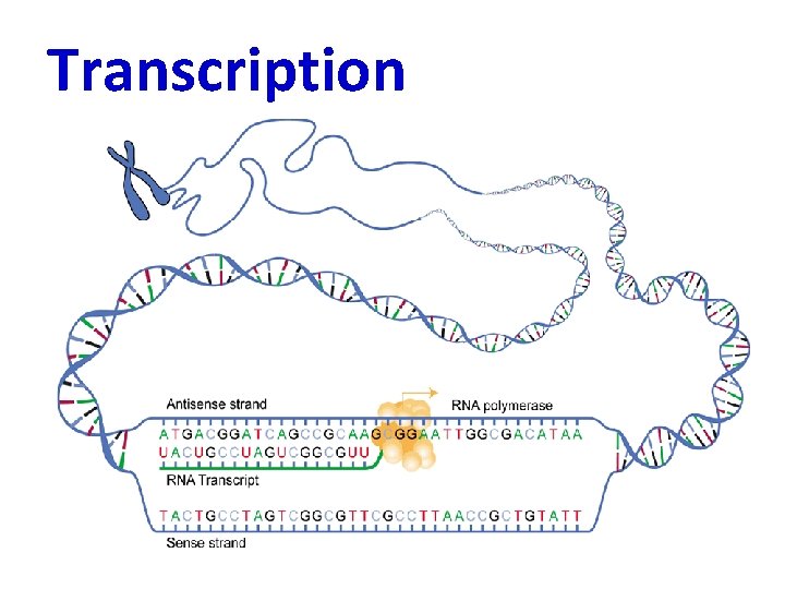 Transcription 