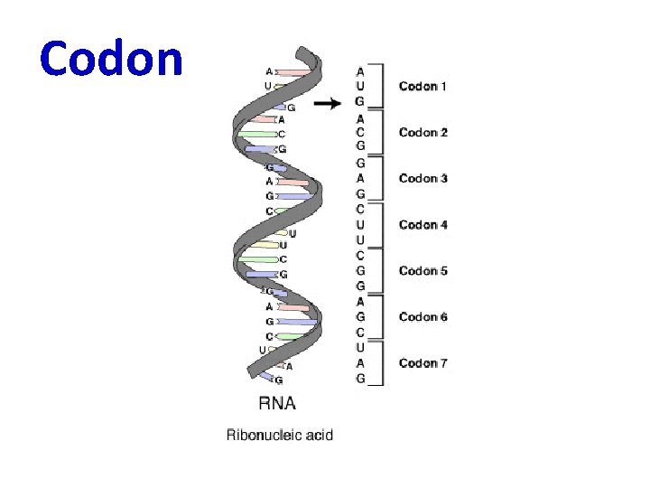 Codon 