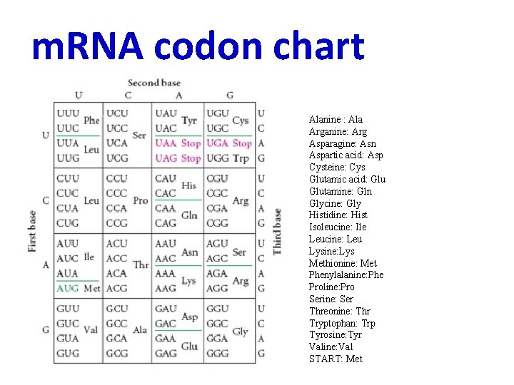 m. RNA codon chart Alanine : Ala Arganine: Arg Asparagine: Asn Aspartic acid: Asp