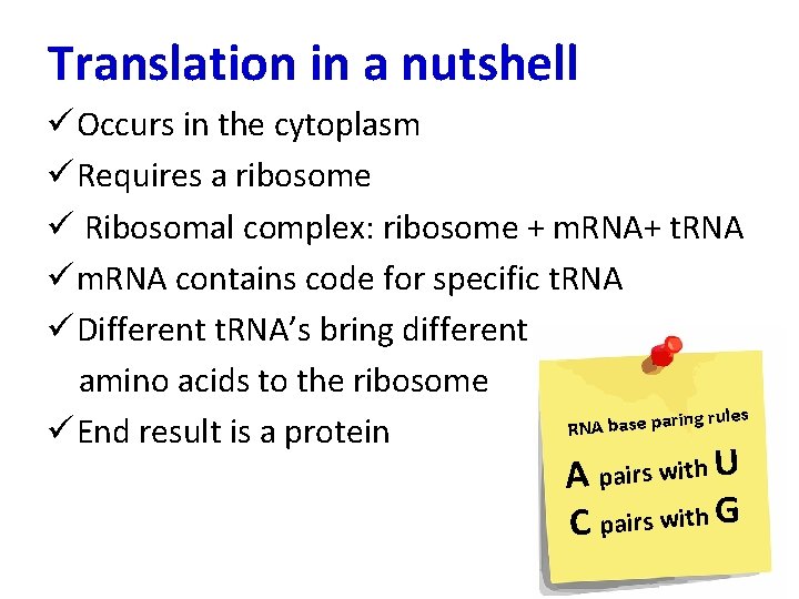 Translation in a nutshell ü Occurs in the cytoplasm ü Requires a ribosome ü