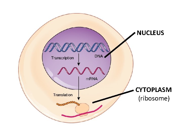 NUCLEUS CYTOPLASM (ribosome) 