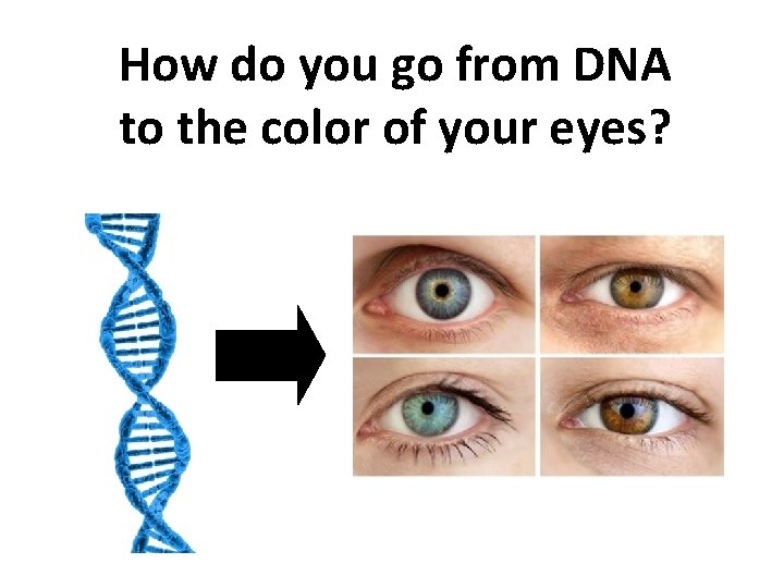 How do you go from DNA to the color of your eyes? 