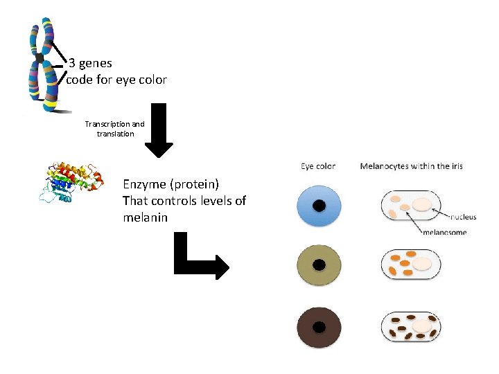 3 genes code for eye color Transcription and translation Enzyme (protein) That controls levels