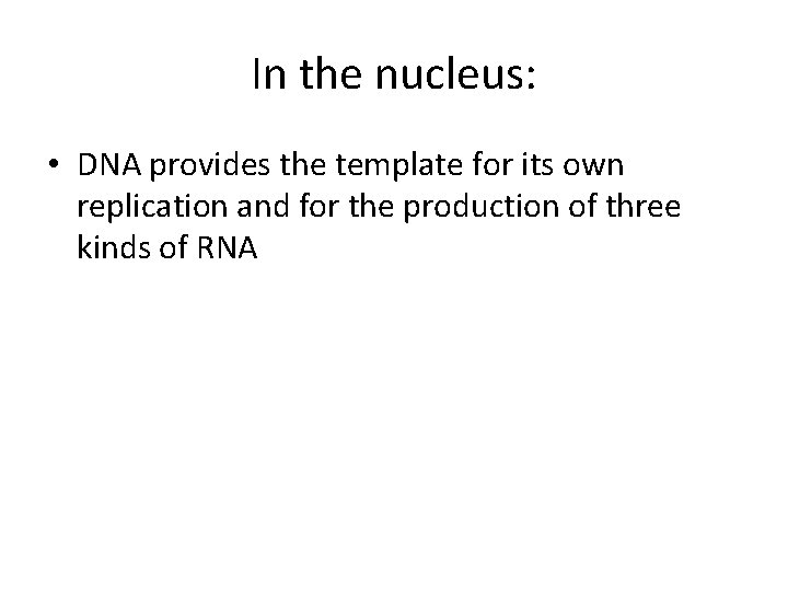 In the nucleus: • DNA provides the template for its own replication and for