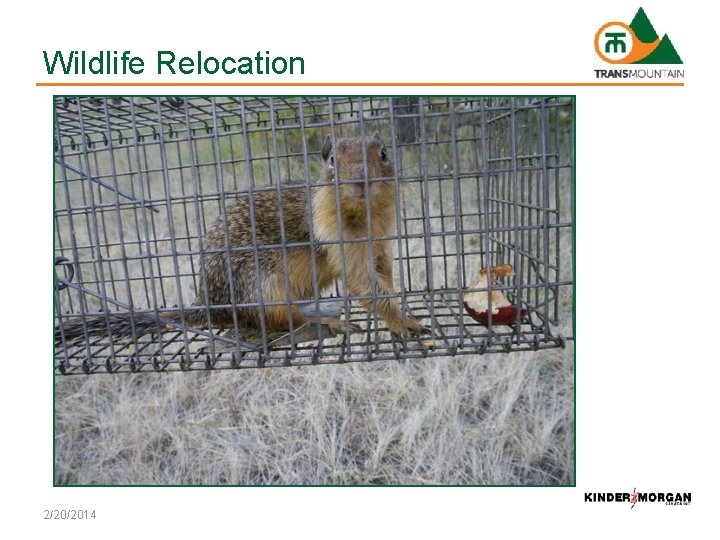 Wildlife Relocation 2/20/2014 