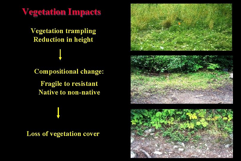 Vegetation Impacts Vegetation trampling Reduction in height Compositional change: Fragile to resistant Native to