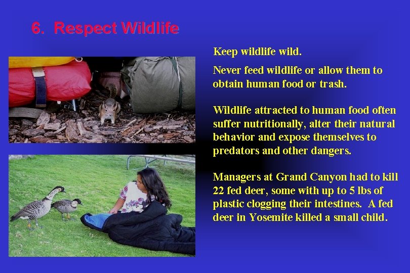 6. Respect Wildlife Keep wildlife wild. Never feed wildlife or allow them to obtain