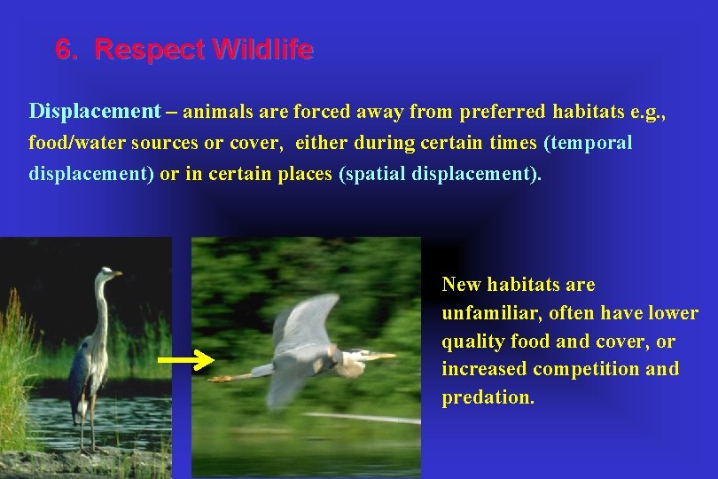6. Respect Wildlife Displacement – animals are forced away from preferred habitats e. g.