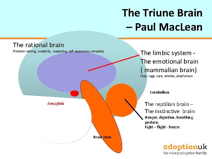 The Triune Brain – Paul Mac. Lean The rational brain Problem solving, creativity, reasoning,