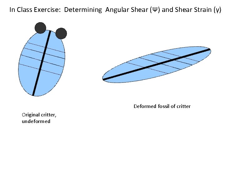 In Class Exercise: Determining Angular Shear (Ψ) and Shear Strain (γ) Deformed fossil of