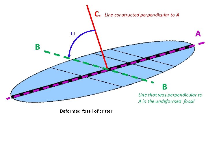 C. Line constructed perpendicular to A A Ψ B B Line that was perpendicular