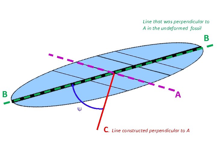 Line that was perpendicular to A in the undeformed fossil B B A Ψ