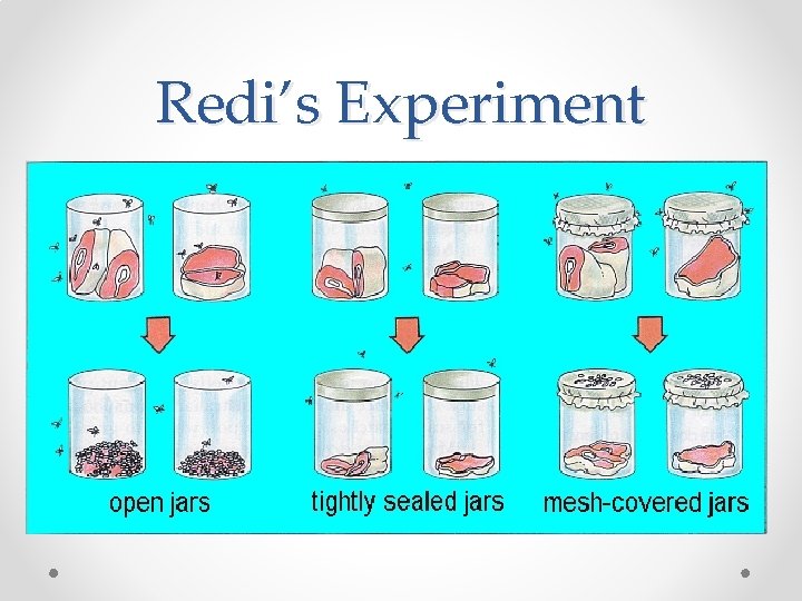 Redi’s Experiment 