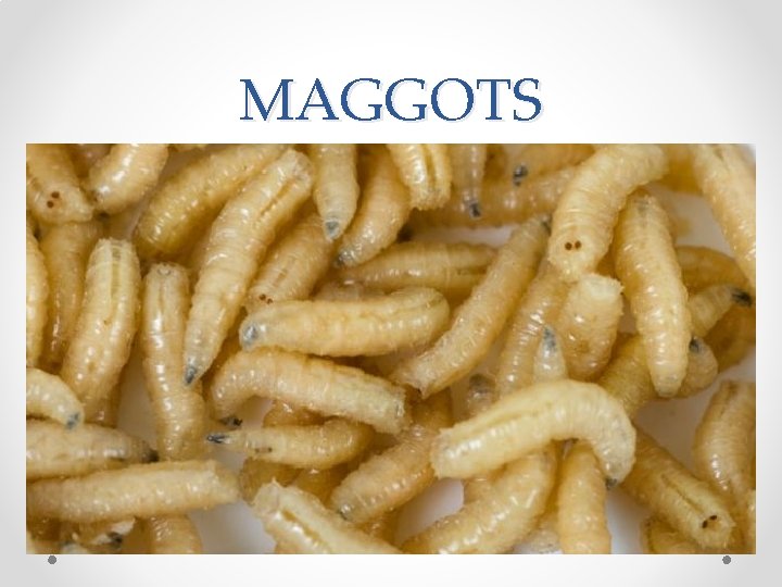 MAGGOTS 