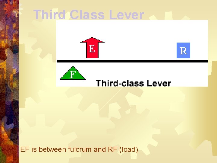 Third Class Lever EF is between fulcrum and RF (load) 