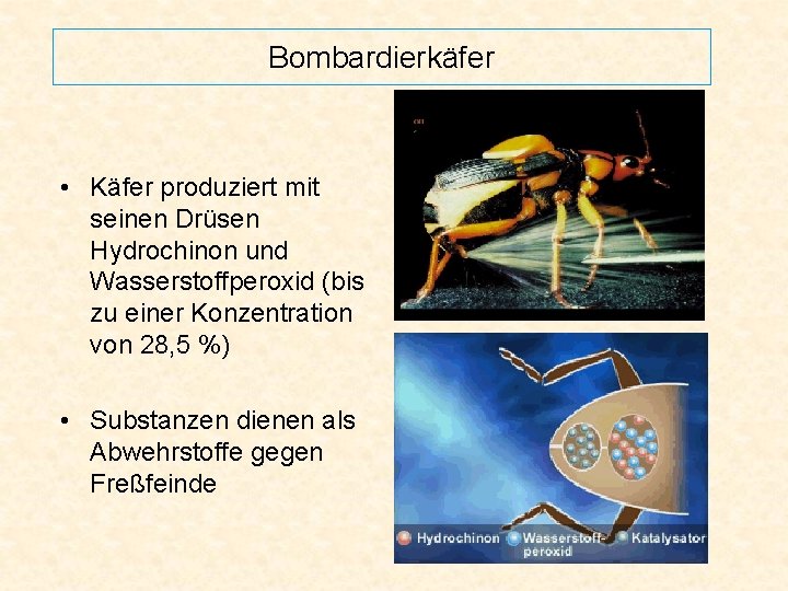 Bombardierkäfer • Käfer produziert mit seinen Drüsen Hydrochinon und Wasserstoffperoxid (bis zu einer Konzentration