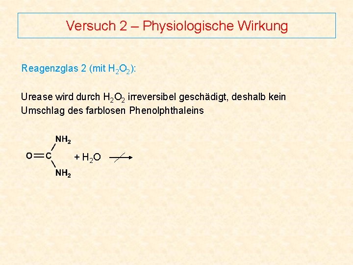 Versuch 2 – Physiologische Wirkung Reagenzglas 2 (mit H 2 O 2): Urease wird