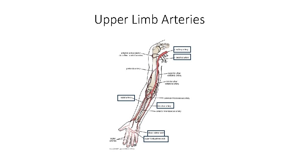 Upper Limb Arteries 
