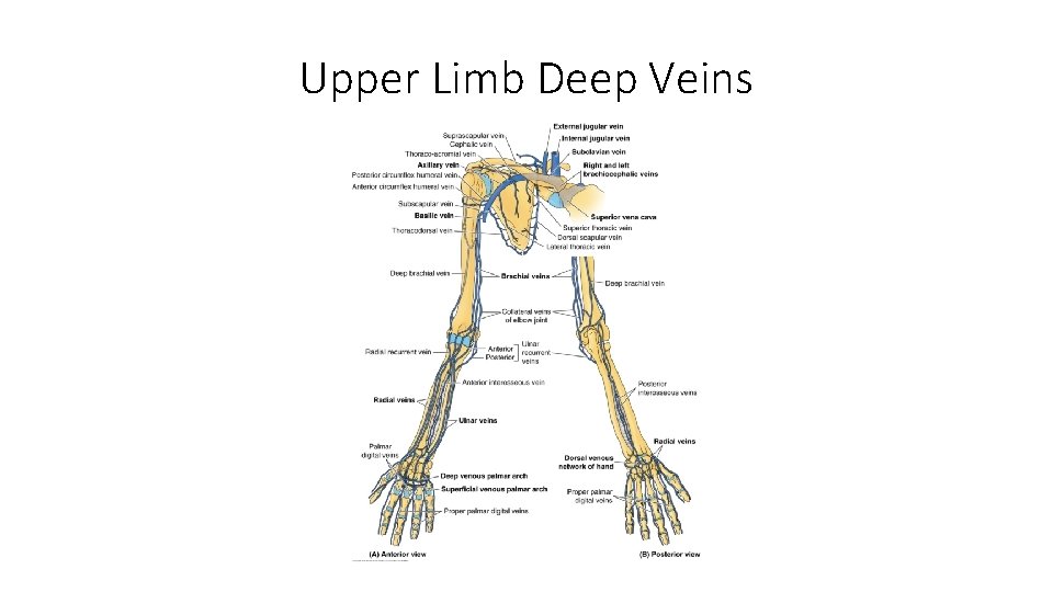 Upper Limb Deep Veins 