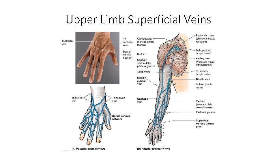 Upper Limb Superficial Veins 