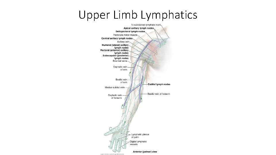 Upper Limb Lymphatics 