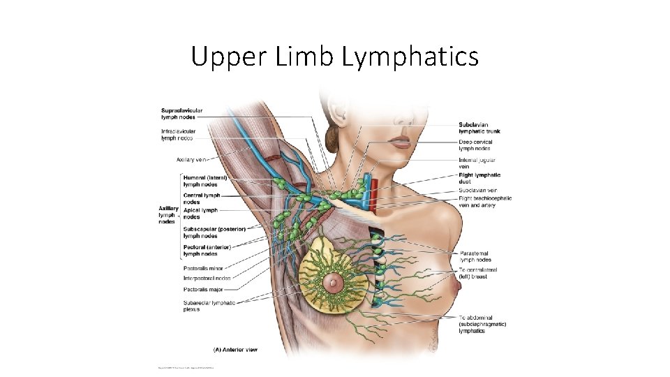 Upper Limb Lymphatics 