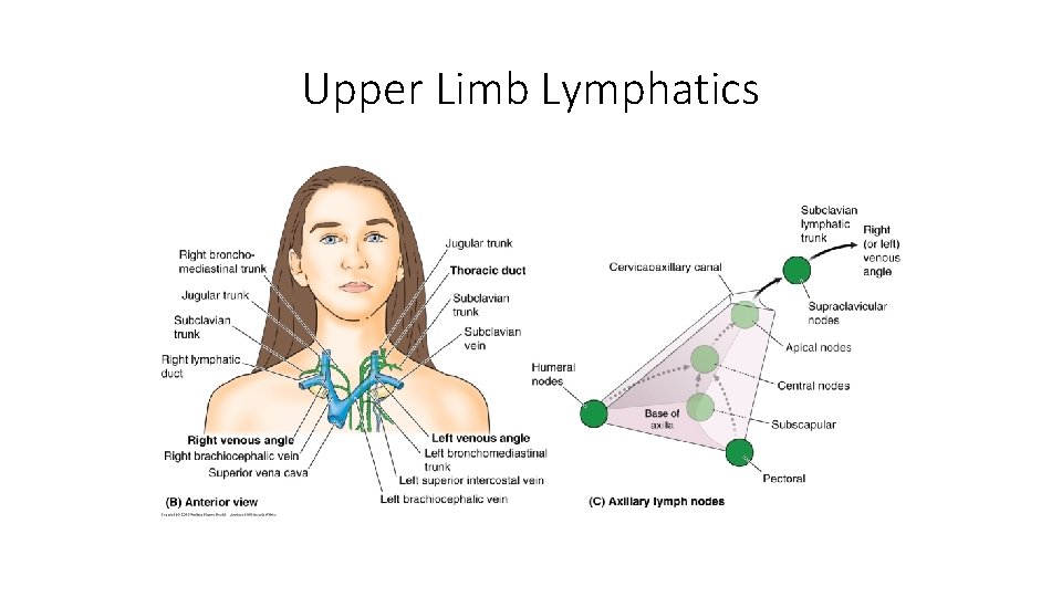 Upper Limb Lymphatics 