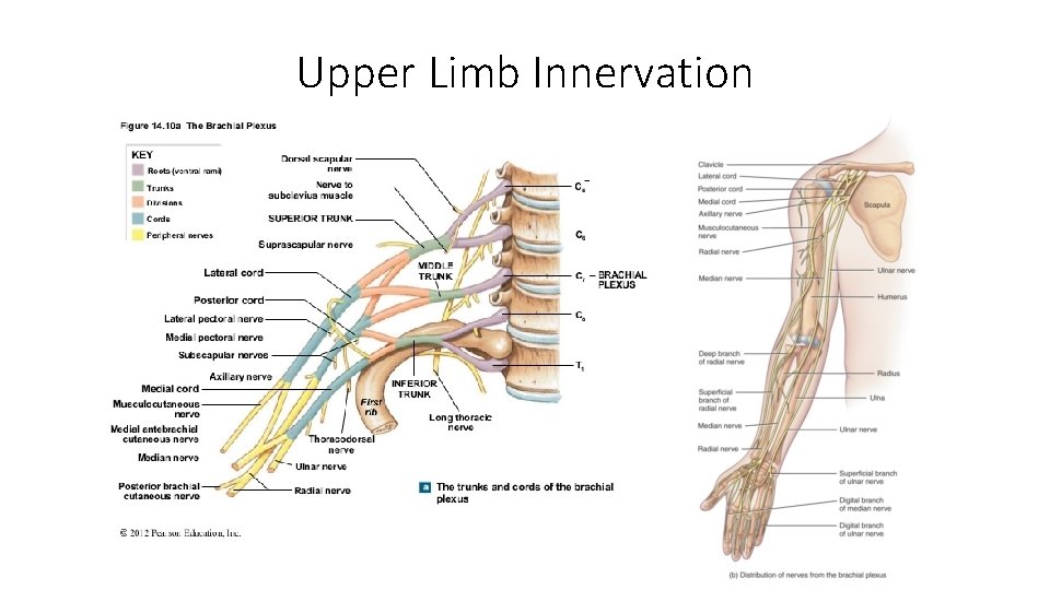 Upper Limb Innervation 