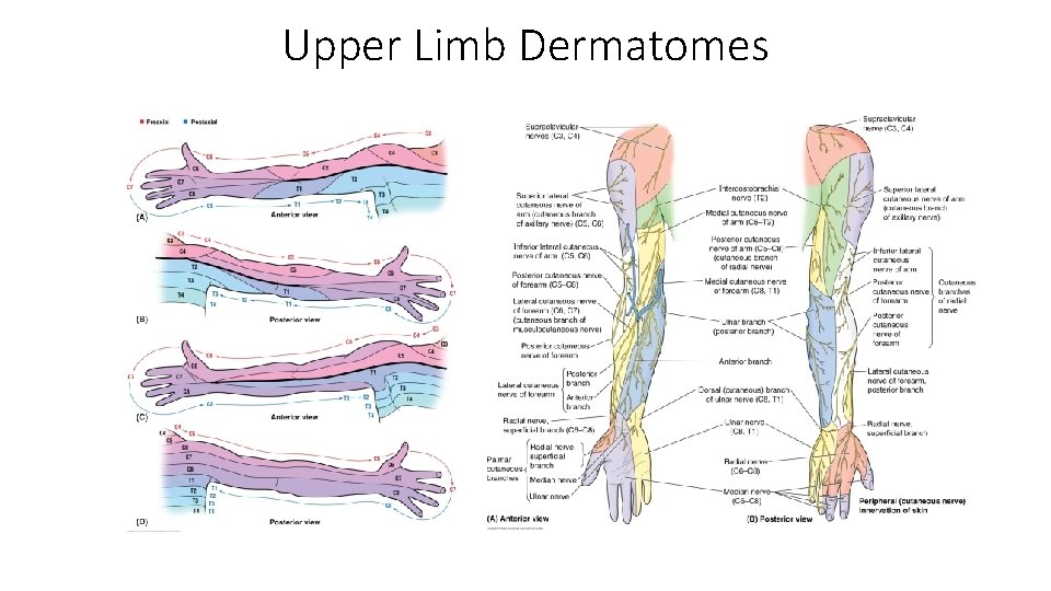 Upper Limb Dermatomes 