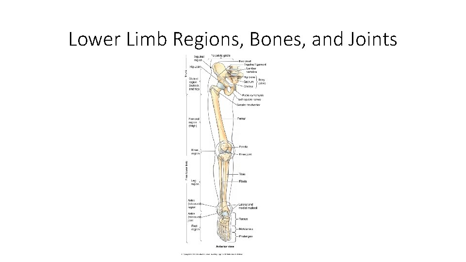 Lower Limb Regions, Bones, and Joints 