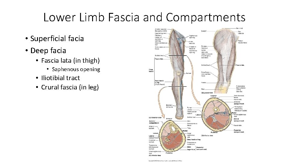 Lower Limb Fascia and Compartments • Superficial facia • Deep facia • Fascia lata