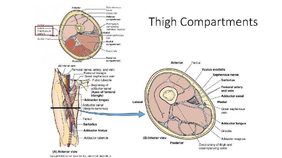 Thigh Compartments 