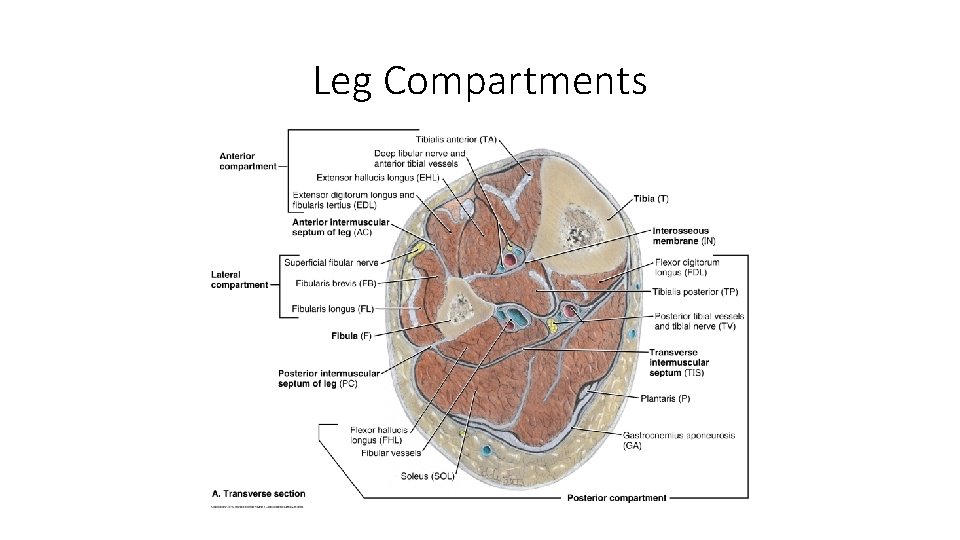 Leg Compartments 