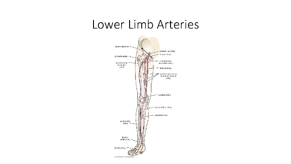 Lower Limb Arteries 