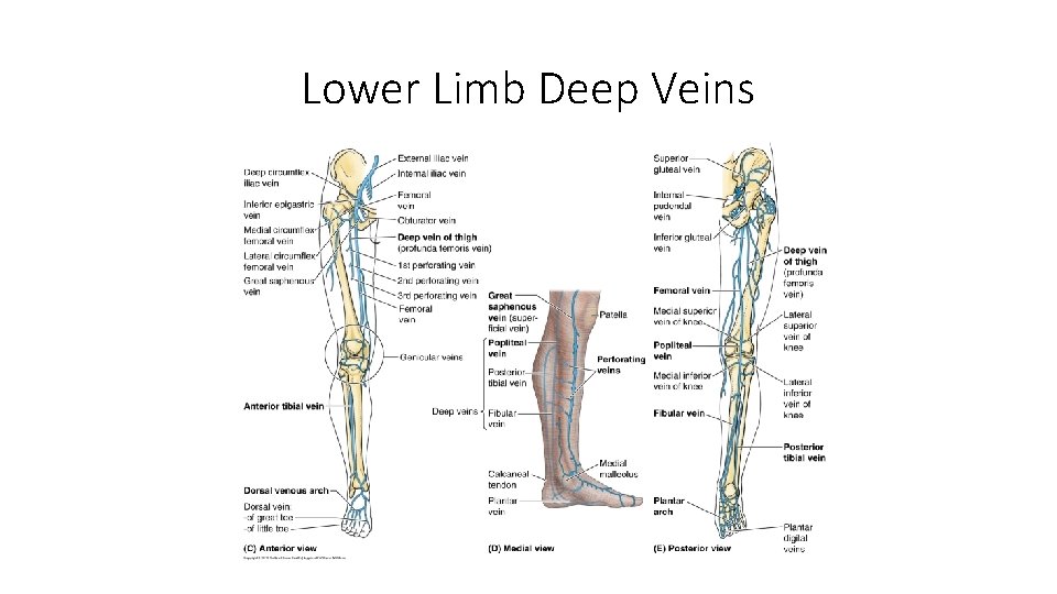Lower Limb Deep Veins 