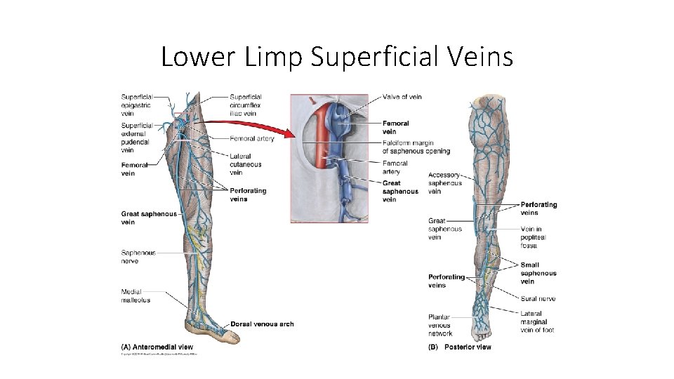 Lower Limp Superficial Veins 