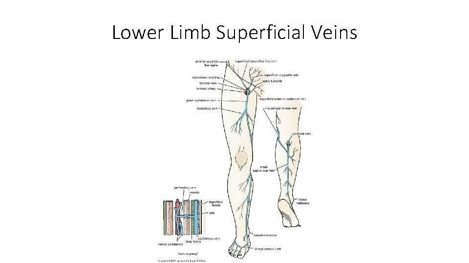 Lower Limb Superficial Veins 