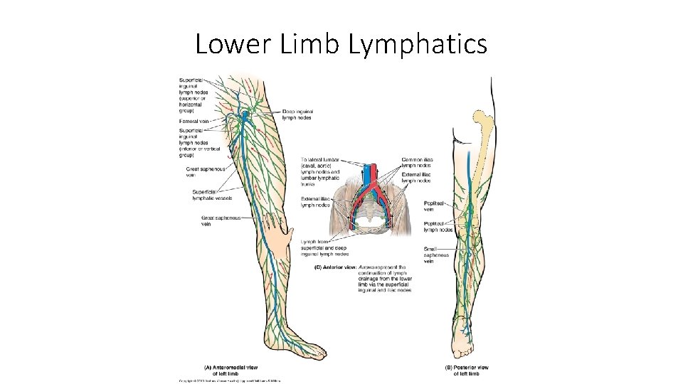 Lower Limb Lymphatics 