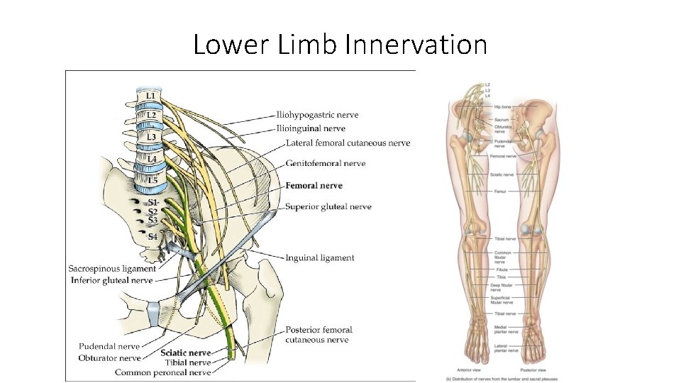 Lower Limb Innervation 