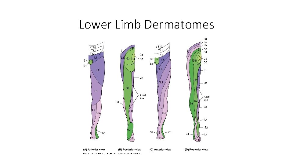 Lower Limb Dermatomes 