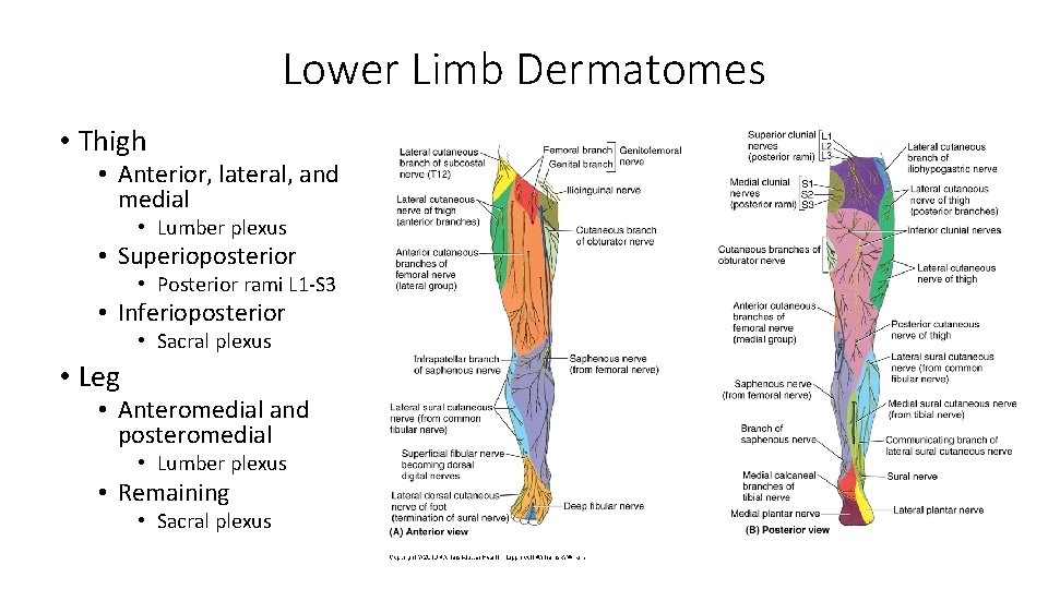 Lower Limb Dermatomes • Thigh • Anterior, lateral, and medial • Lumber plexus •