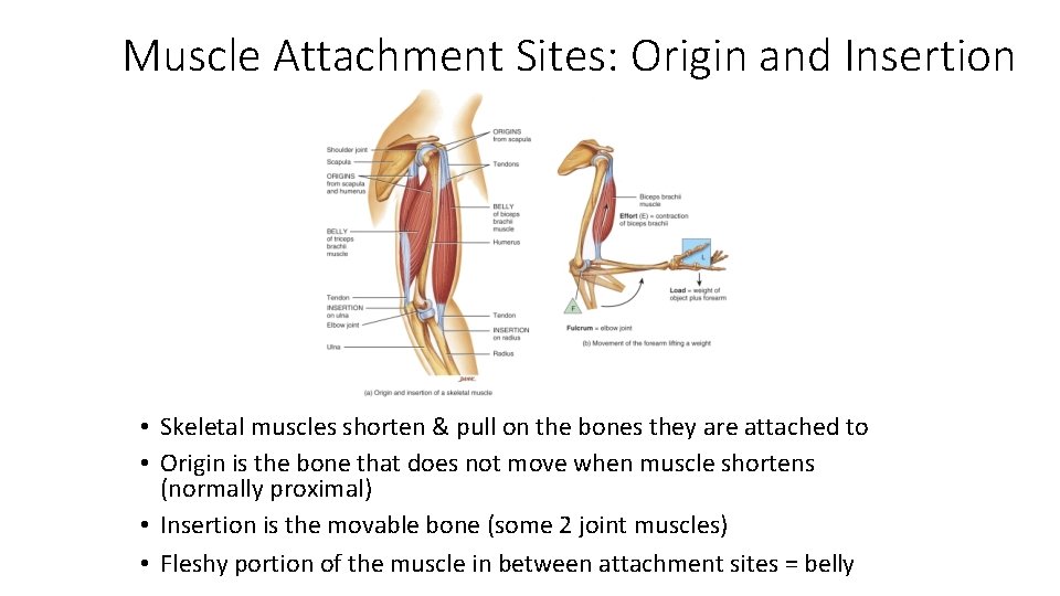 Muscle Attachment Sites: Origin and Insertion • Skeletal muscles shorten & pull on the