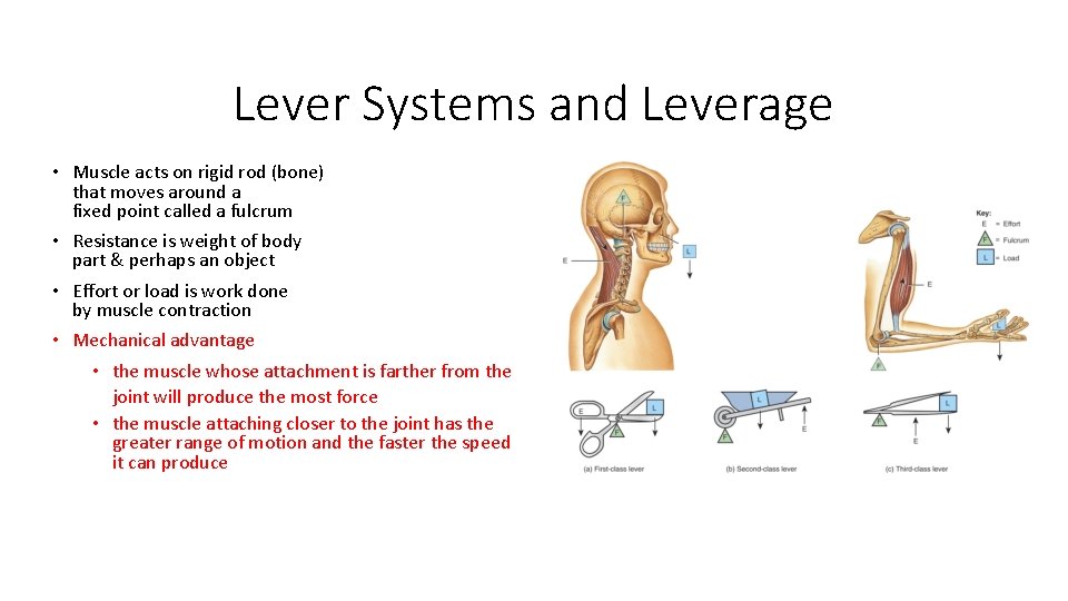 Lever Systems and Leverage • Muscle acts on rigid rod (bone) that moves around