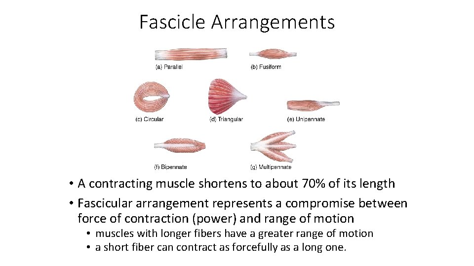 Fascicle Arrangements • A contracting muscle shortens to about 70% of its length •