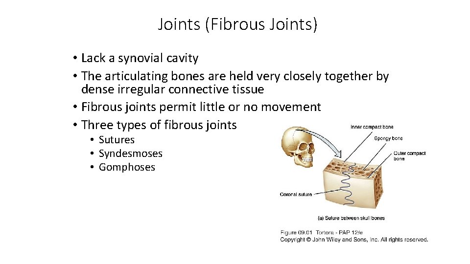 Joints (Fibrous Joints) • Lack a synovial cavity • The articulating bones are held