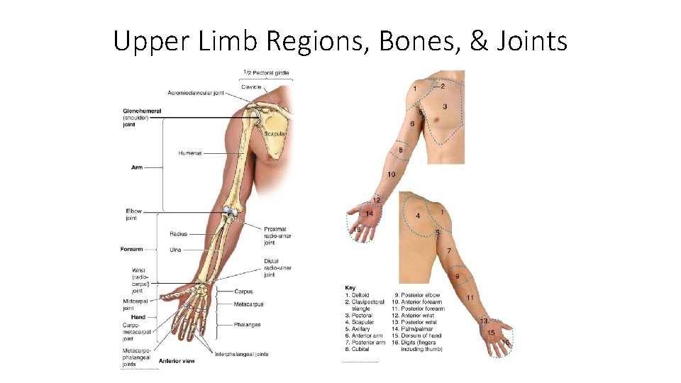 Upper Limb Regions, Bones, & Joints 