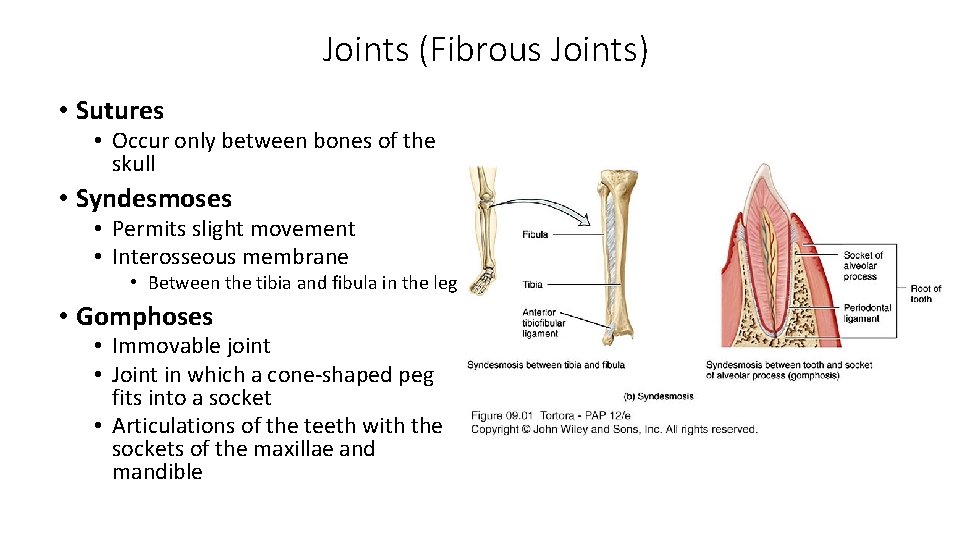 Joints (Fibrous Joints) • Sutures • Occur only between bones of the skull •