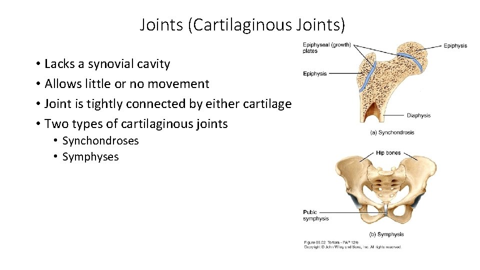 Joints (Cartilaginous Joints) • Lacks a synovial cavity • Allows little or no movement