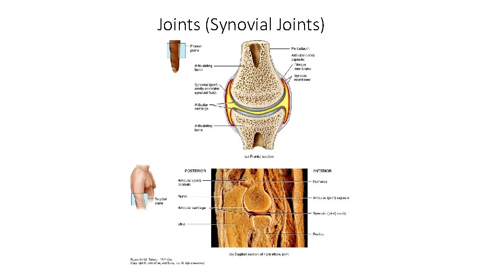 Joints (Synovial Joints) 